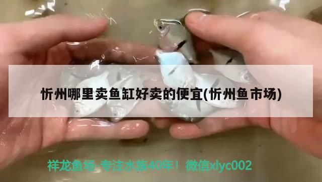 忻州哪里賣魚缸好賣的便宜(忻州魚市場)