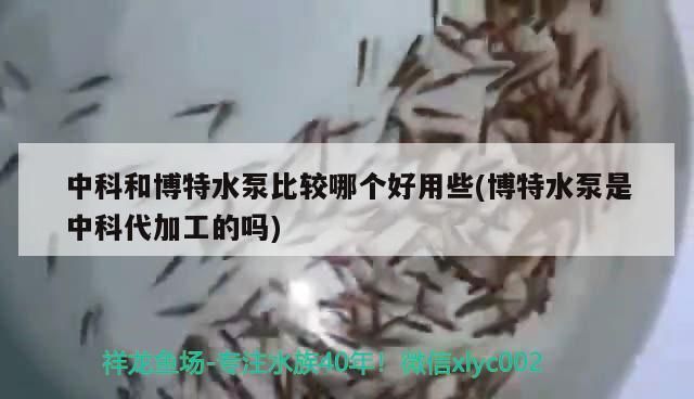 魚缸 中科和博特水泵比較哪個好用些(博特水泵是中科代加工的嗎) 博特水族 中科和博特水泵比較哪個好用些(博特水泵是中科代加工的嗎) 中科和博特水泵比較哪個好用些(博特水泵是中科代加工的嗎) 博特水族