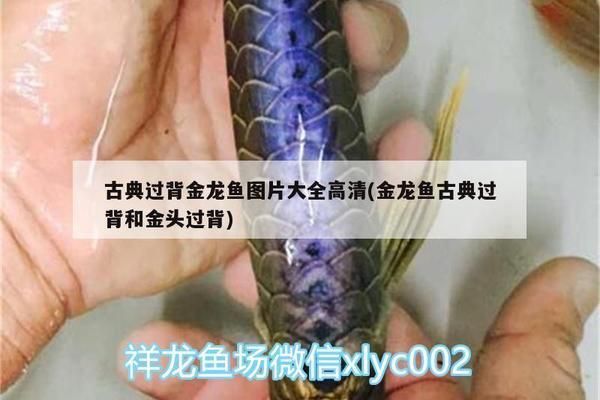 金底過背金龍魚高清圖片：金底過背金龍魚市場價格