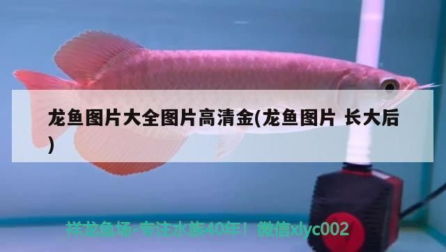 金底過背金龍魚高清圖片：金底過背金龍魚市場價格