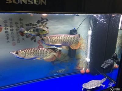 金底過背金龍魚高清圖片：金底過背金龍魚市場價格 金底過背金龍魚高清圖片：金底過背金龍魚市場價格 金龍魚百科 第5張