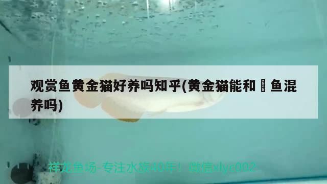 觀賞魚黃金貓好養嗎知乎(黃金貓能和魟魚混養嗎)