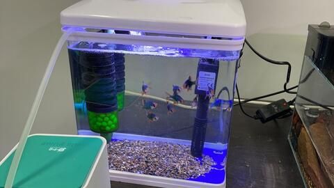 魚缸品牌排行榜前十名（魚缸過濾器品牌排行榜前十名）