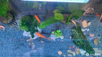 森森480魚缸適合養什么魚