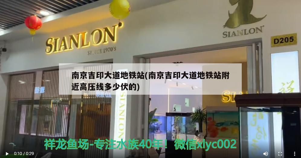 丹頂錦鯉的壽命有多長？，丹頂錦鯉養護指南 丹頂錦鯉的壽命有多長？，丹頂錦鯉養護指南 龍魚百科 第1張