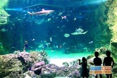 水族館加盟條件及費用（上海水族館加盟條件及費用）