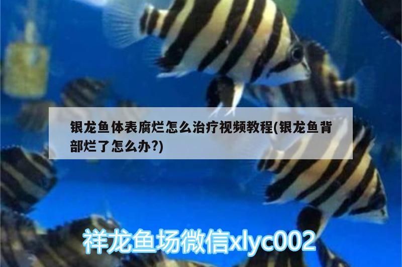 銀龍魚體表腐爛怎么治療視頻教程(銀龍魚背部爛了怎么辦?)