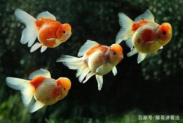 預防黃金貓魚幼魚疾病技巧（如何預防黃金貓魚幼魚疾病）