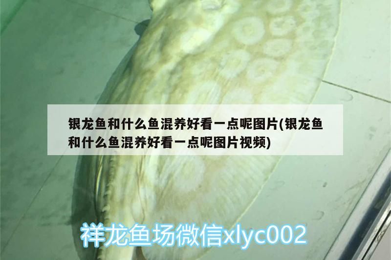 銀龍魚和什么魚混養好看一點呢圖片(銀龍魚和什么魚混養好看一點呢圖片視頻)