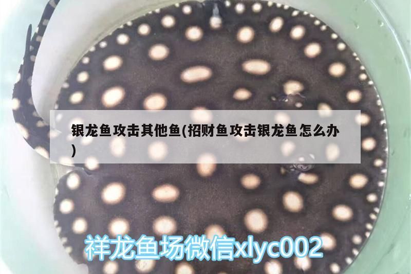飼料 銀龍魚攻擊其他魚(招財魚攻擊銀龍魚怎么辦) 銀龍魚百科 銀龍魚攻擊其他魚(招財魚攻擊銀龍魚怎么辦) 銀龍魚攻擊其他魚(招財魚攻擊銀龍魚怎么辦) 銀龍魚百科