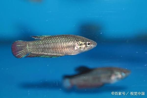 石槽魚缸圖片欣賞圖大全（石槽魚缸圖片欣賞圖大全集） 石槽魚缸圖片欣賞圖大全（石槽魚缸圖片欣賞圖大全集） 觀賞魚百科