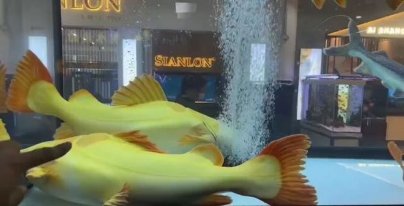 24_588_300.jpg 黃金貓魚:紅尾貓魚能張多大 黃金貓魚百科 第1張