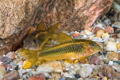 黃金貓魚繁殖水質凈化方法（黃金貓魚對水質的要求）