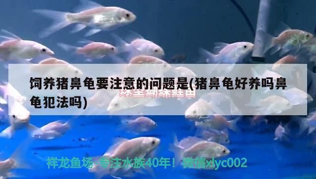 飼養豬鼻龜要注意的問題是(豬鼻龜好養嗎鼻龜犯法嗎)