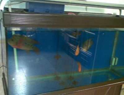 40魚缸可以養羅漢魚嗎：40升水可以養羅漢魚，但需要注意以下三個方面 40魚缸可以養羅漢魚嗎：40升水可以養羅漢魚，但需要注意以下三個方面 魚缸百科 第2張
