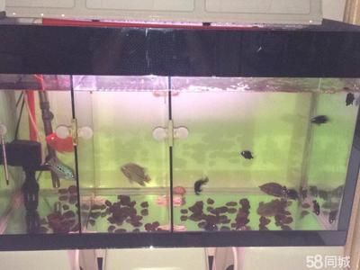 40魚缸可以養羅漢魚嗎：40升水可以養羅漢魚，但需要注意以下三個方面 40魚缸可以養羅漢魚嗎：40升水可以養羅漢魚，但需要注意以下三個方面 魚缸百科 第1張