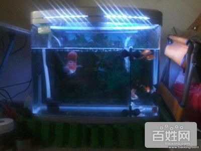 40魚缸可以養羅漢魚嗎：40升水可以養羅漢魚，但需要注意以下三個方面 40魚缸可以養羅漢魚嗎：40升水可以養羅漢魚，但需要注意以下三個方面 魚缸百科 第3張
