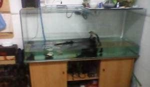 40魚缸可以養羅漢魚嗎：40升水可以養羅漢魚，但需要注意以下三個方面 40魚缸可以養羅漢魚嗎：40升水可以養羅漢魚，但需要注意以下三個方面 魚缸百科 第4張