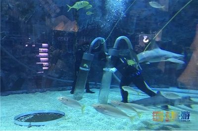 水族館店員都做什么活動（水族館店員培訓）