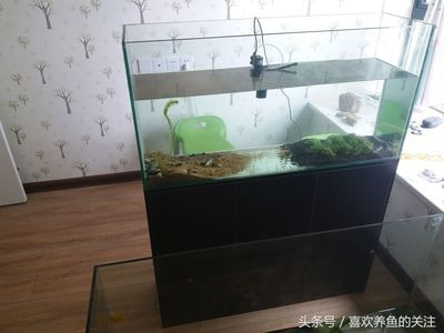 60的魚缸可以養(yǎng)幾條魚：60厘米的魚缸適合養(yǎng)幾種魚 60的魚缸可以養(yǎng)幾條魚：60厘米的魚缸適合養(yǎng)幾種魚 魚缸百科 第1張