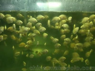 小虎魚苗怎么養(yǎng)？：養(yǎng)好小虎魚苗需要考慮到水質(zhì)、溫度、飼料等多個(gè)因素 小虎魚苗怎么養(yǎng)？：養(yǎng)好小虎魚苗需要考慮到水質(zhì)、溫度、飼料等多個(gè)因素 虎魚百科 第2張