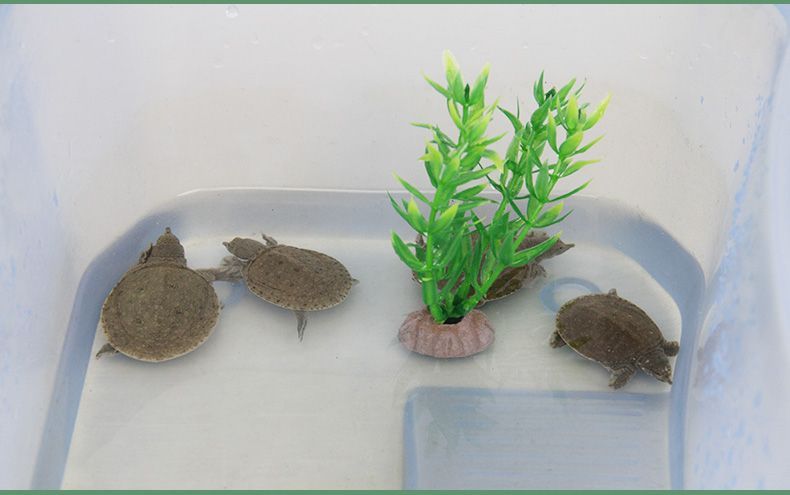 小虎魚苗怎么養(yǎng)？：養(yǎng)好小虎魚苗需要考慮到水質(zhì)、溫度、飼料等多個(gè)因素 小虎魚苗怎么養(yǎng)？：養(yǎng)好小虎魚苗需要考慮到水質(zhì)、溫度、飼料等多個(gè)因素 虎魚百科 第3張