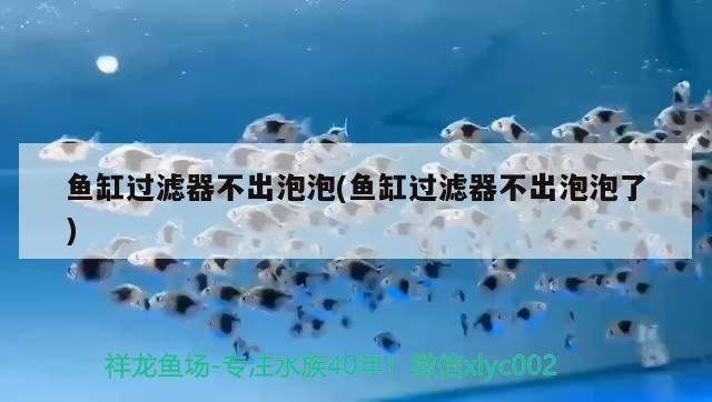 魚(yú)缸過(guò)濾器不出泡泡(魚(yú)缸過(guò)濾器不出泡泡了) 魚(yú)缸過(guò)濾器不出泡泡(魚(yú)缸過(guò)濾器不出泡泡了) 黃金貓魚(yú)百科