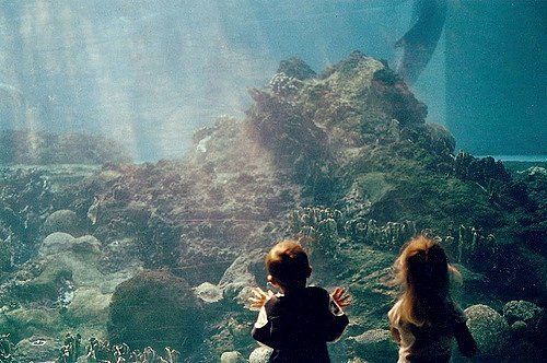 開水族館靠什么掙錢貼吧：開水族館的盈利模式 開水族館靠什么掙錢貼吧：開水族館的盈利模式 水族館百科（水族館加盟） 第1張