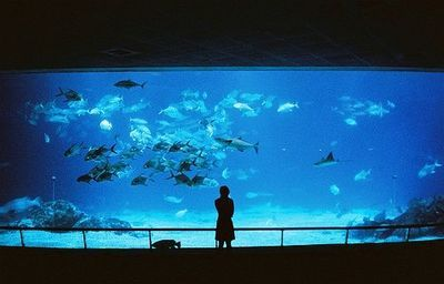 開水族館靠什么掙錢貼吧：開水族館的盈利模式 開水族館靠什么掙錢貼吧：開水族館的盈利模式 水族館百科（水族館加盟） 第2張