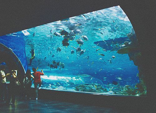 開水族館靠什么掙錢貼吧：開水族館的盈利模式 開水族館靠什么掙錢貼吧：開水族館的盈利模式 水族館百科（水族館加盟） 第3張