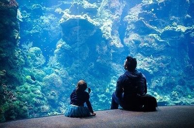 開水族館靠什么掙錢貼吧：開水族館的盈利模式 開水族館靠什么掙錢貼吧：開水族館的盈利模式 水族館百科（水族館加盟） 第4張