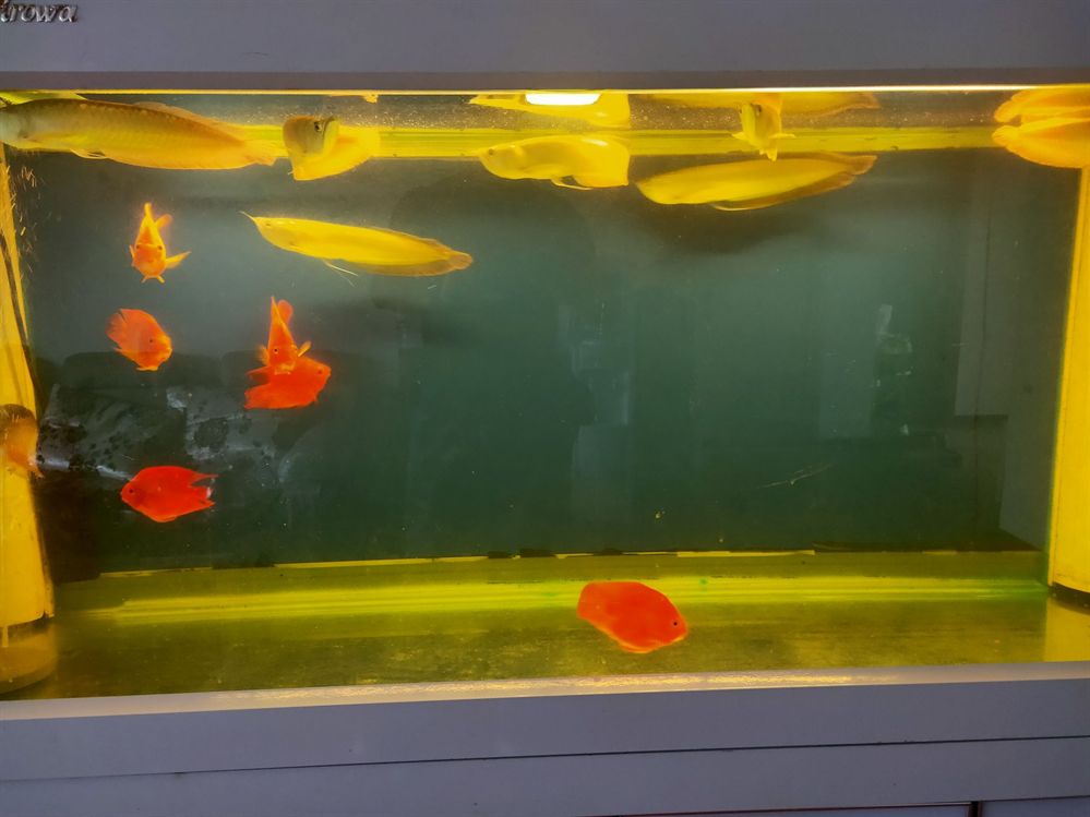 大連水族館馬印牌燈到家試試效果 大連水族館馬印牌燈到家試試效果 馬印水族