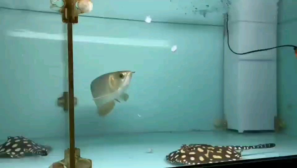 全盔滿盔金頭過背金龍魚 全盔滿盔金頭過背金龍魚 金龍魚百科 第2張