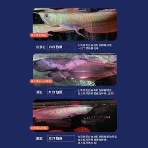 一米長的紅龍魚多重：一米長紅龍魚的體重之謎
