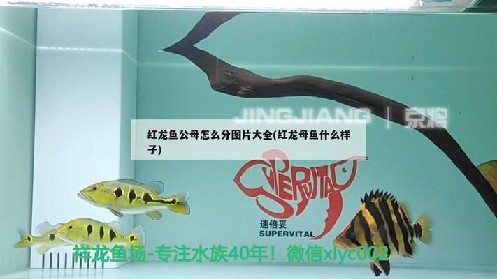 怎么形成魚缸燈（怎么形成魚缸燈泡）