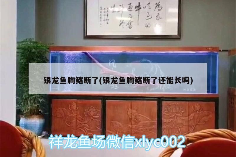 銀龍魚胸鰭斷了(銀龍魚胸鰭斷了還能長嗎) 銀龍魚胸鰭斷了(銀龍魚胸鰭斷了還能長嗎) 銀龍魚百科