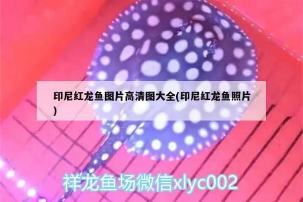 印尼紅龍魚照片高清大圖：印尼紅龍魚發色技巧分享印尼紅龍魚發色技巧分享 印尼紅龍魚照片高清大圖：印尼紅龍魚發色技巧分享印尼紅龍魚發色技巧分享 紅龍魚百科 第1張