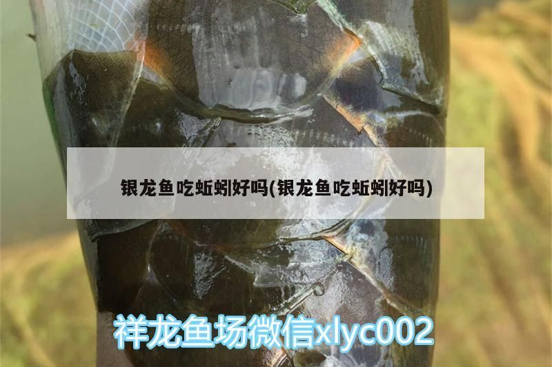 銀龍魚(yú)吃蚯蚓好嗎(銀龍魚(yú)吃蚯蚓好嗎)