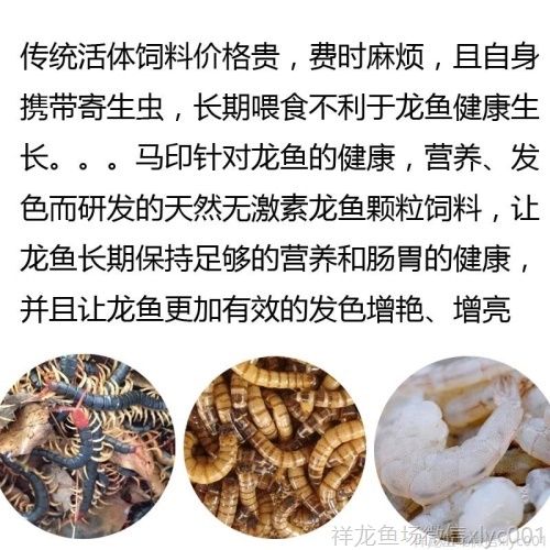 馬印龍魚飼料金龍魚飼料龍魚飼料專用魚食紅龍魚飼料龍魚飼料活體 馬印龍魚飼料金龍魚飼料龍魚飼料專用魚食紅龍魚飼料龍魚飼料活體 馬印水族 第7張