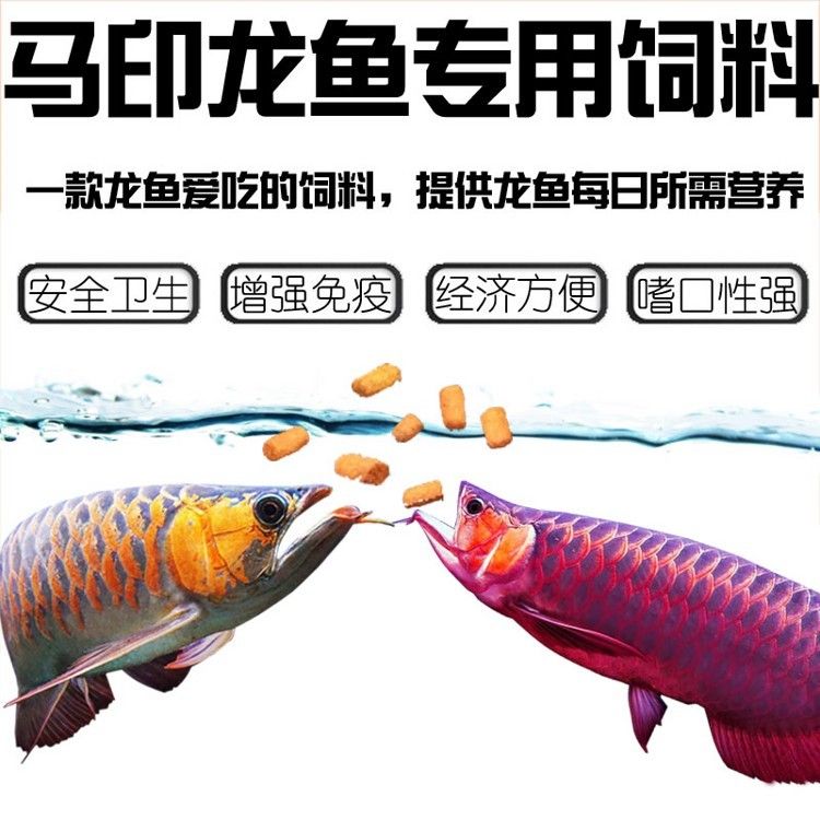 馬印龍魚飼料金龍魚飼料龍魚飼料專用魚食紅龍魚飼料龍魚飼料活體 馬印龍魚飼料金龍魚飼料龍魚飼料專用魚食紅龍魚飼料龍魚飼料活體 馬印水族 第17張