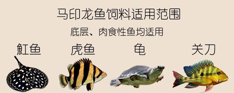 馬印龍魚飼料金龍魚飼料龍魚飼料專用魚食紅龍魚飼料龍魚飼料活體 馬印龍魚飼料金龍魚飼料龍魚飼料專用魚食紅龍魚飼料龍魚飼料活體 馬印水族 第18張