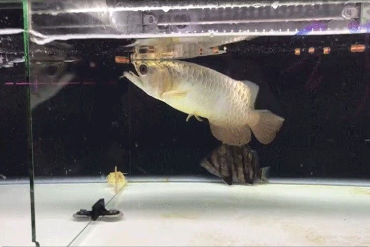 馬印龍魚飼料金龍魚飼料龍魚飼料專用魚食紅龍魚飼料龍魚飼料活體 馬印龍魚飼料金龍魚飼料龍魚飼料專用魚食紅龍魚飼料龍魚飼料活體 馬印水族 第23張