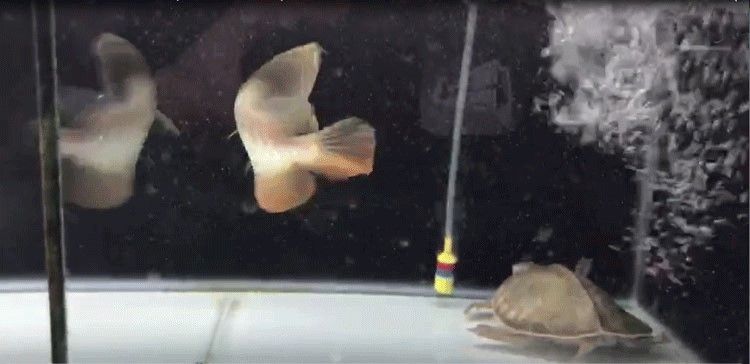 馬印龍魚飼料金龍魚飼料龍魚飼料專用魚食紅龍魚飼料龍魚飼料活體 馬印龍魚飼料金龍魚飼料龍魚飼料專用魚食紅龍魚飼料龍魚飼料活體 馬印水族 第24張