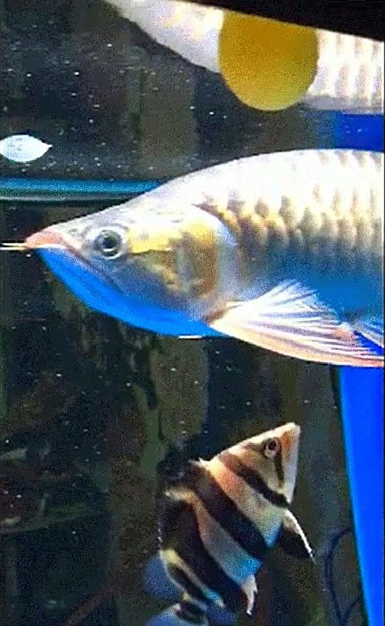 馬印龍魚飼料金龍魚飼料龍魚飼料專用魚食紅龍魚飼料龍魚飼料活體 馬印龍魚飼料金龍魚飼料龍魚飼料專用魚食紅龍魚飼料龍魚飼料活體 馬印水族 第25張
