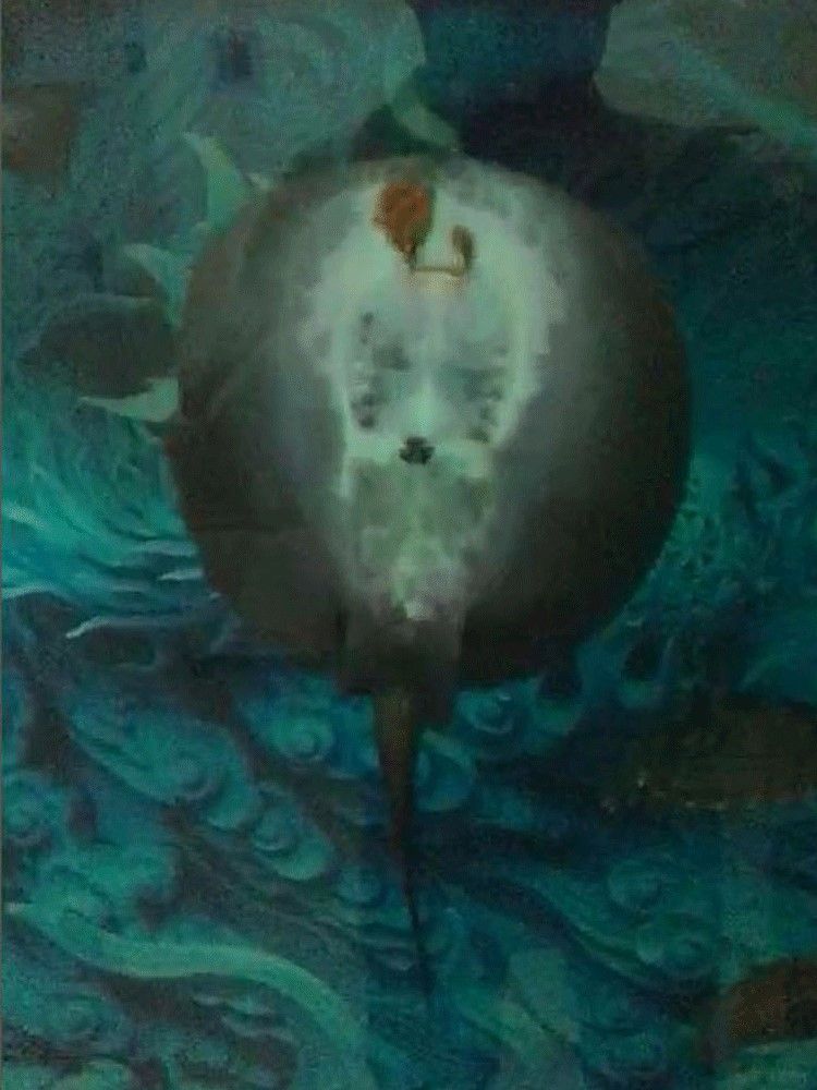 馬印龍魚飼料金龍魚飼料龍魚飼料專用魚食紅龍魚飼料龍魚飼料活體 馬印龍魚飼料金龍魚飼料龍魚飼料專用魚食紅龍魚飼料龍魚飼料活體 馬印水族 第26張
