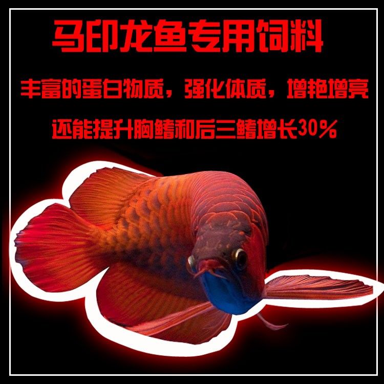 馬印龍魚飼料金龍魚飼料龍魚飼料專用魚食紅龍魚飼料龍魚飼料活體 馬印龍魚飼料金龍魚飼料龍魚飼料專用魚食紅龍魚飼料龍魚飼料活體 馬印水族 第27張