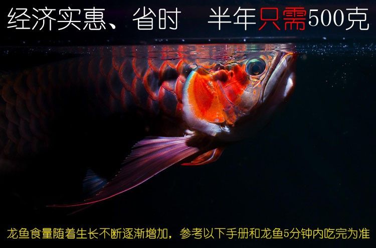 馬印龍魚飼料金龍魚飼料龍魚飼料專用魚食紅龍魚飼料龍魚飼料活體 馬印龍魚飼料金龍魚飼料龍魚飼料專用魚食紅龍魚飼料龍魚飼料活體 馬印水族 第30張