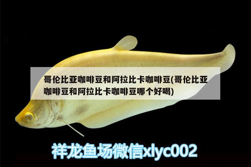 哥倫比亞咖啡豆和阿拉比卡咖啡豆(哥倫比亞咖啡豆和阿拉比卡咖啡豆哪個好喝)