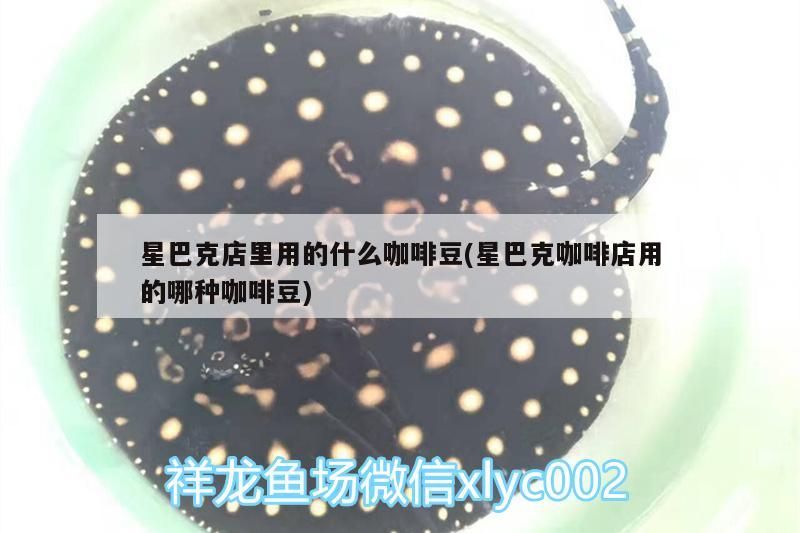 星巴克店里用的什么咖啡豆(星巴克咖啡店用的哪種咖啡豆)