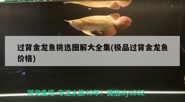 過背金龍魚挑選圖解大全集(極品過背金龍魚價格)